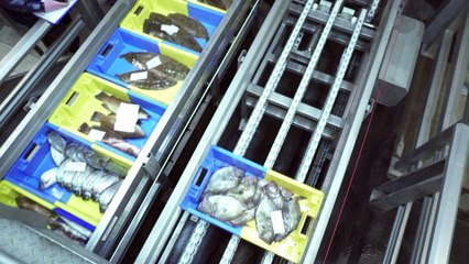 Attractivité des métiers de la pêche : parole aux professionnels