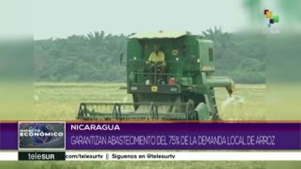Nicaragua garantiza abastecimiento de 75% de la demanda local de arroz
