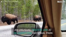 Buffalo herd stops traffic in Wyoming