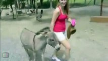Oh !!! Donkey Get Jealous