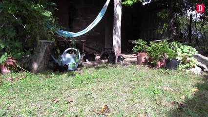 A St Nauphary, une colonie de chats squatte sa maison