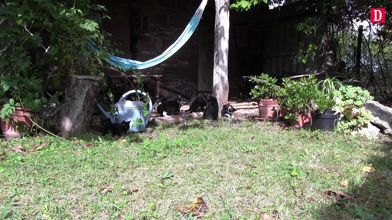 A St Nauphary, une colonie de chats squatte sa maison