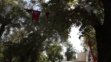 Anıt Ağacın Zeytinlerinin Yağı 20 Bin Liraya Satıldı