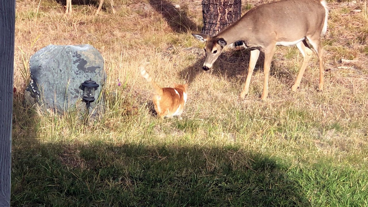 Unlikely Encounter Between Cat and Doe