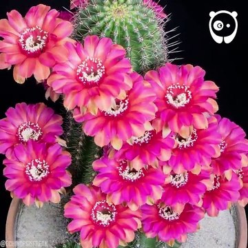 kaktus rozkvétá - úžasné2