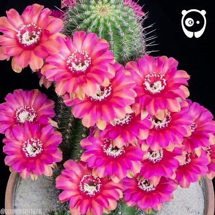 kaktus rozkvétá - úžasné2