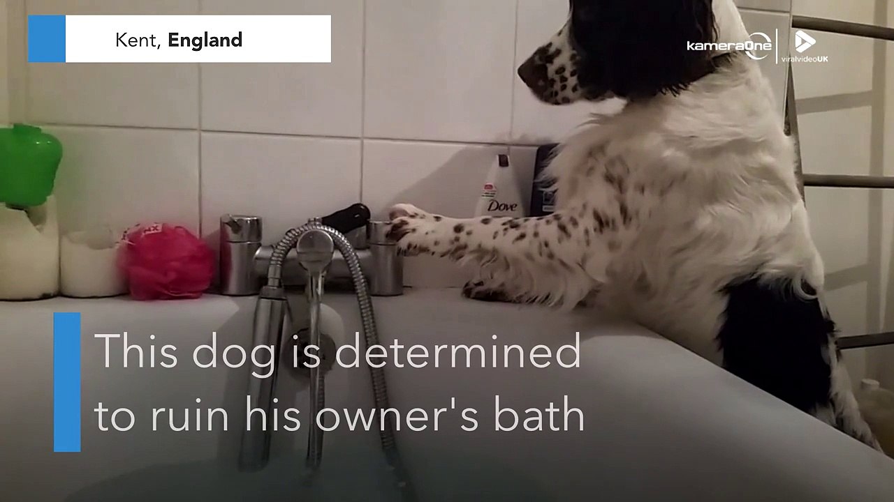 Mischievous dog turns on cold water tap