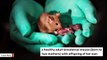 Chinese Scientists Have Created Babies From Same-Sex Mice