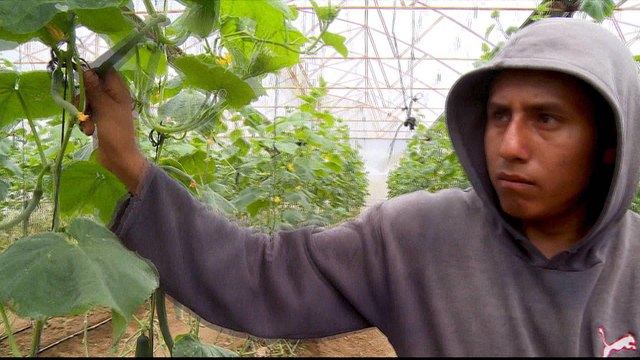 Number of Mexican migrants in US shrinking