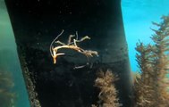 Des bébés hippocampes flottent dans la mer... Adorable