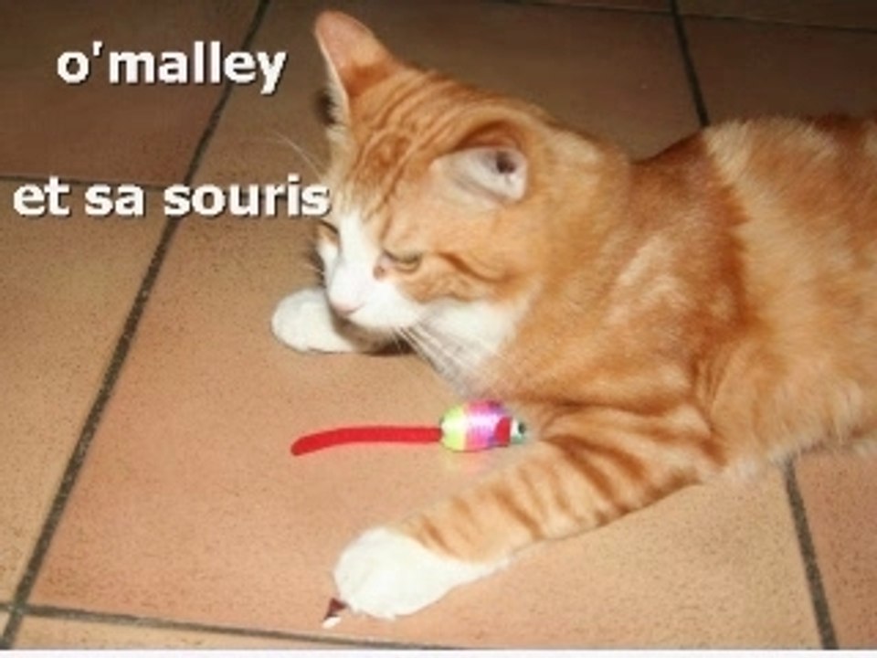 Noel de nos animaux