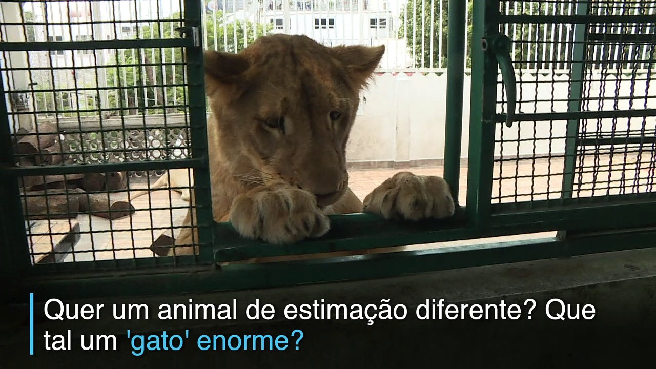 Leões de estimação