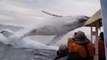 La Balena salta dal nulla durante un tour panoramico in alto mare