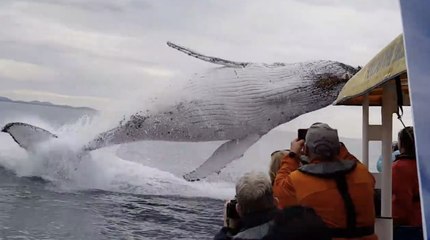 La Balena salta dal nulla durante un tour panoramico in alto mare