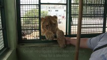 A Mexico, des lions comme animaux de compagnie