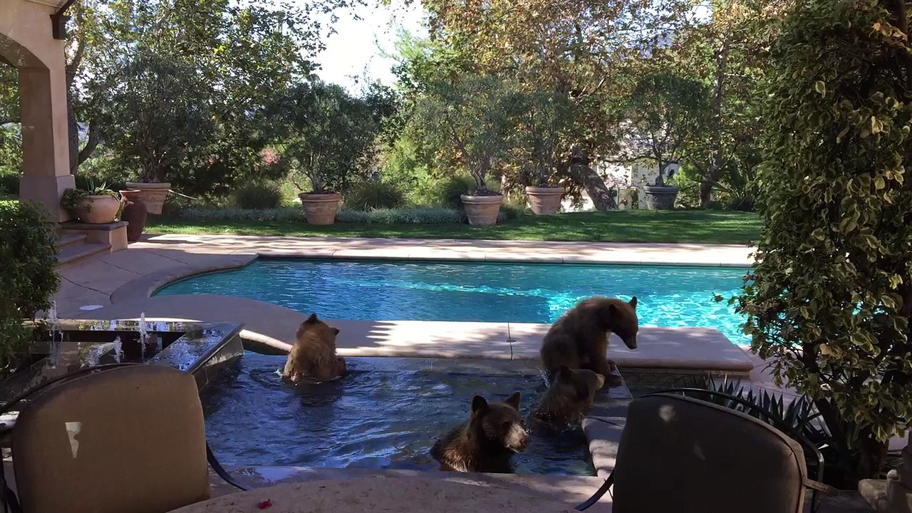 Mama Bear and Cubs Cool off in Pool