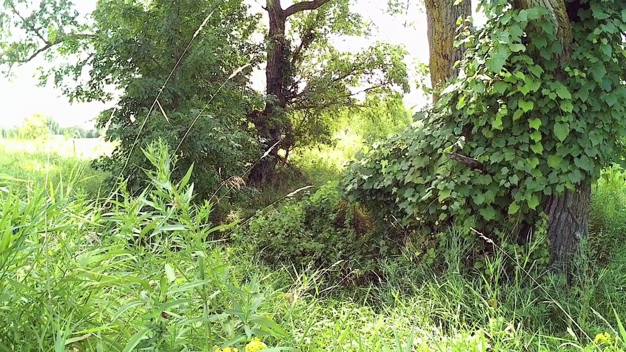 Catholic Hike Pilgrimage| St OdiliaShrine| Nowthen to Camping in Park#2