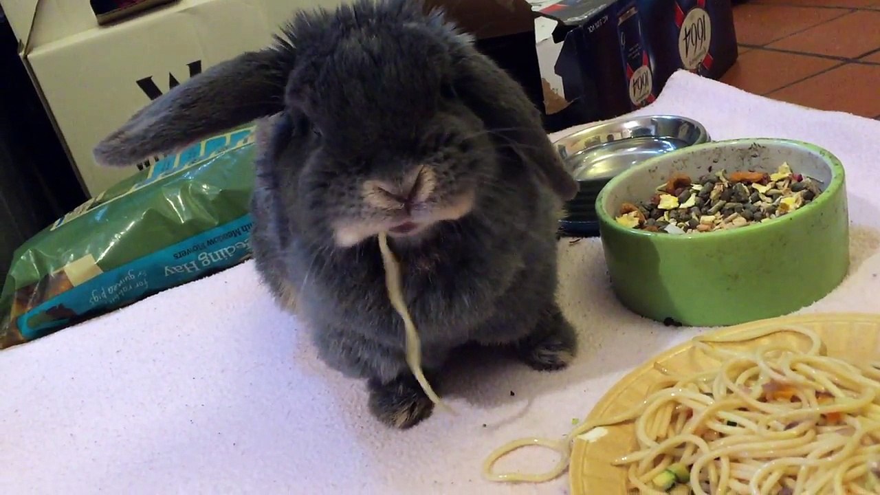 Rabbit eats spaghetti