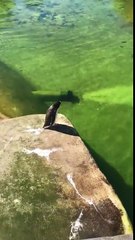 Penguin Chases Seagull Around The Pool