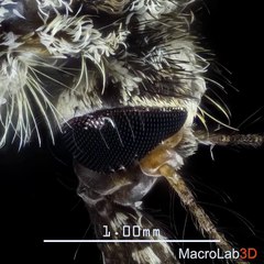 Amazing zoomed in footage of a mosquito
