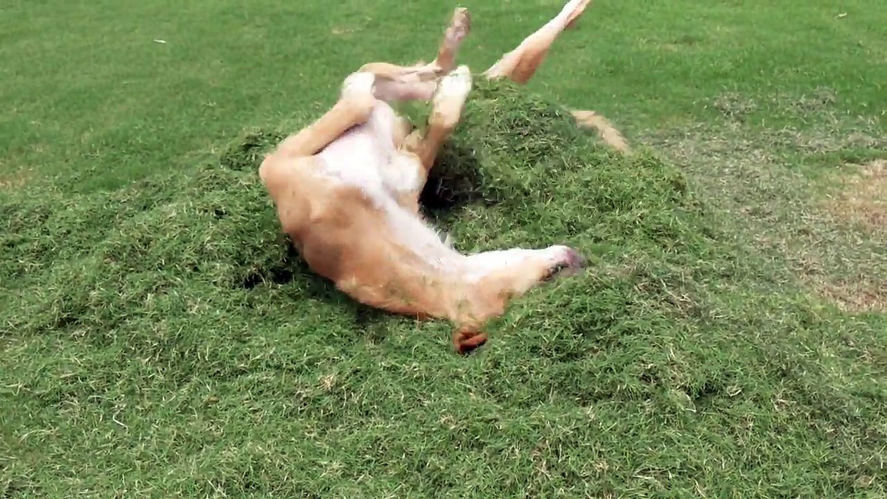 Dog Loves Rolling Around In Grass Cuttings