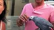 Couple get kicked out of Wetherspoons for bringing their pet parrot