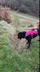 Dog plays fetch with itself by dropping its ball on a hill