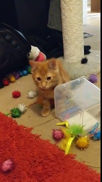 Kitten can't gets toys outside of box