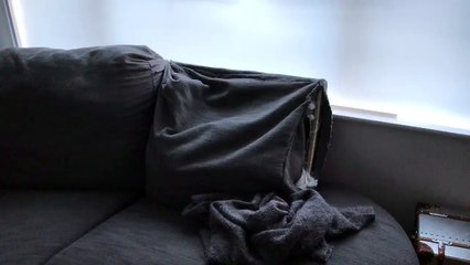 Dog appears from inside sofa cushion