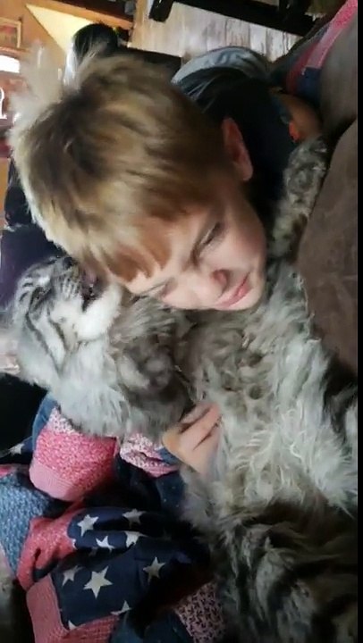 Big cat grooms his human brother