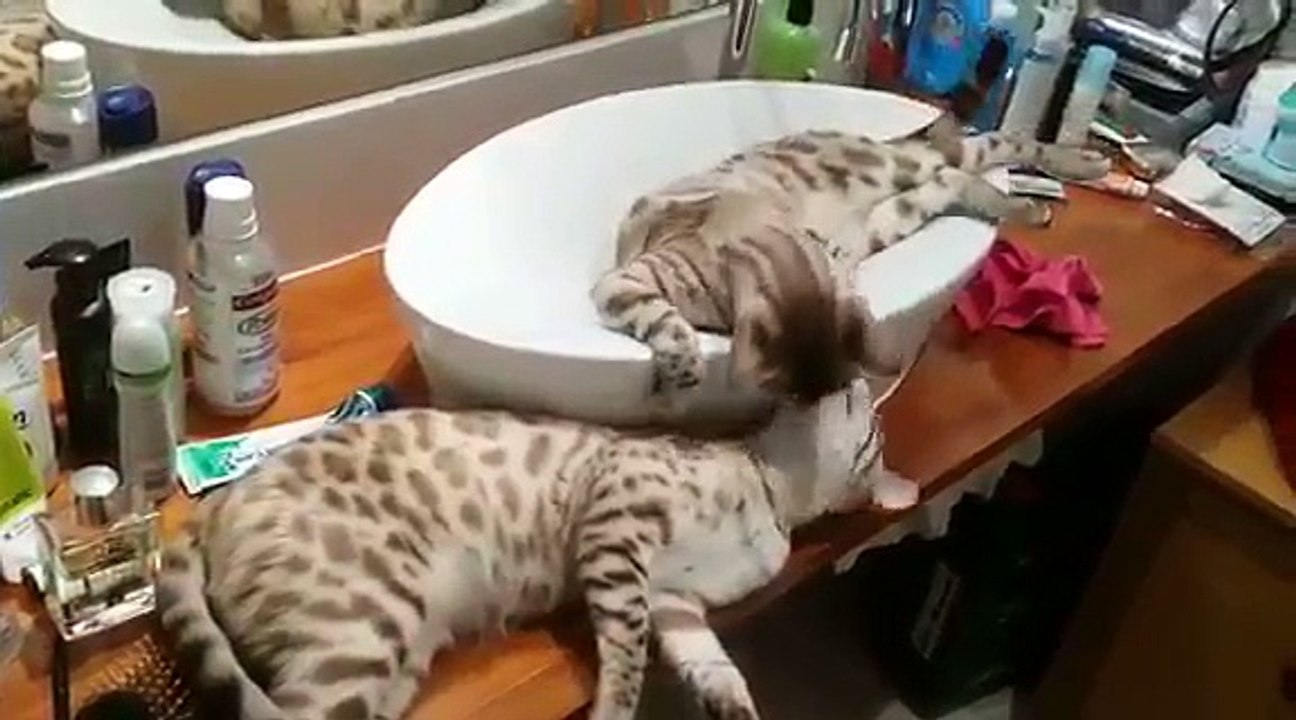 lazy cats in the bathroom