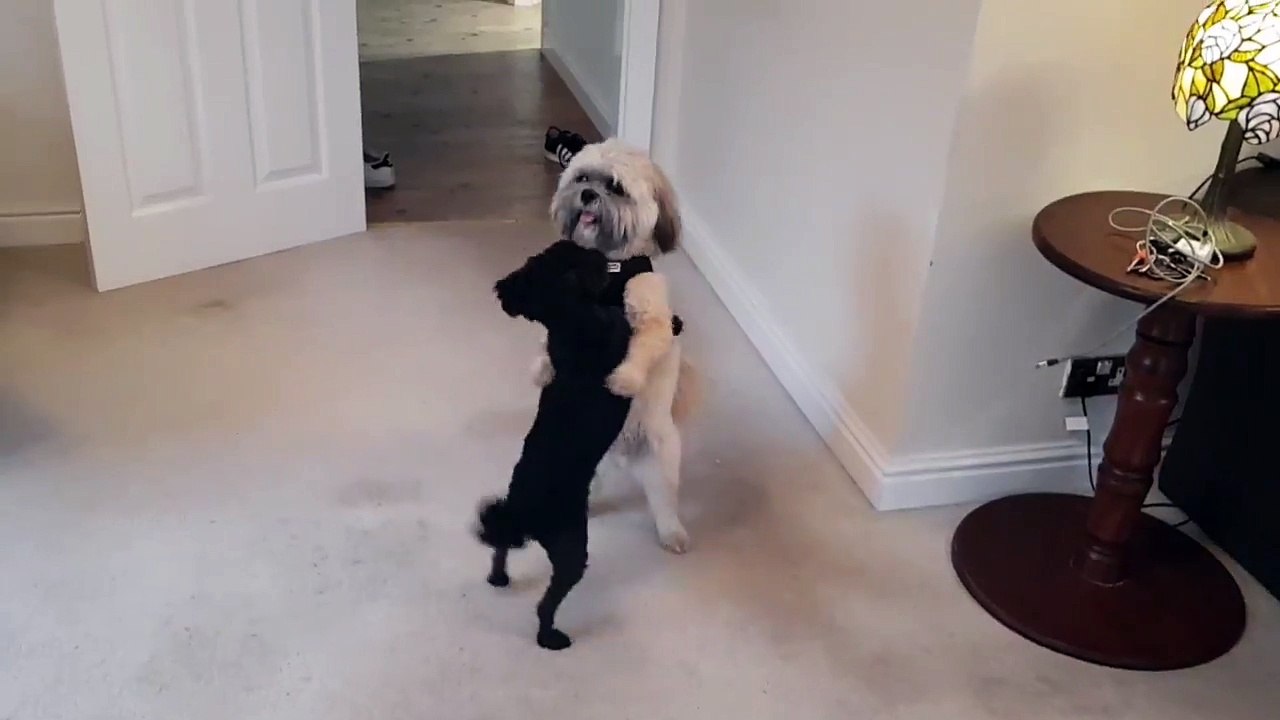 Two dogs dancing together