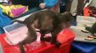 Monkeys raid tourists boat in Thailand and eat all the fruit and drink the cans