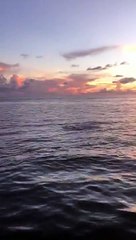 films dolphins mating while on a sunset cruise