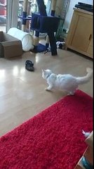 cat plays with wild flipflops