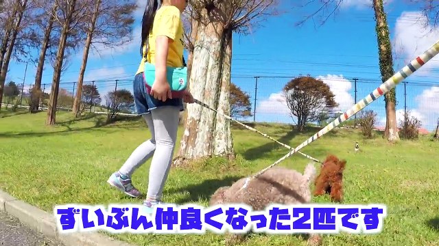 まさかのトラブル発生3連発！ドッグランでアロマとピノと遊んでたら...アロマ大丈夫!?【マザー牧場】