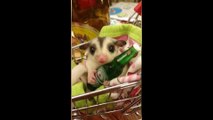 Cute Sugar Glider Holds Mini Bottle of Beer And Clinks Glasses With His Owner