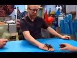 MythBusters - Adam vs Jamie Scare Test