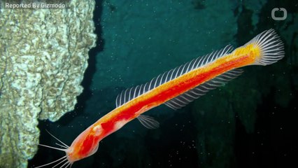 What Humans And Cavefish Have In Common...