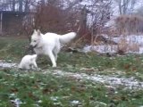 Heaven et Sailor berger blanc suisse