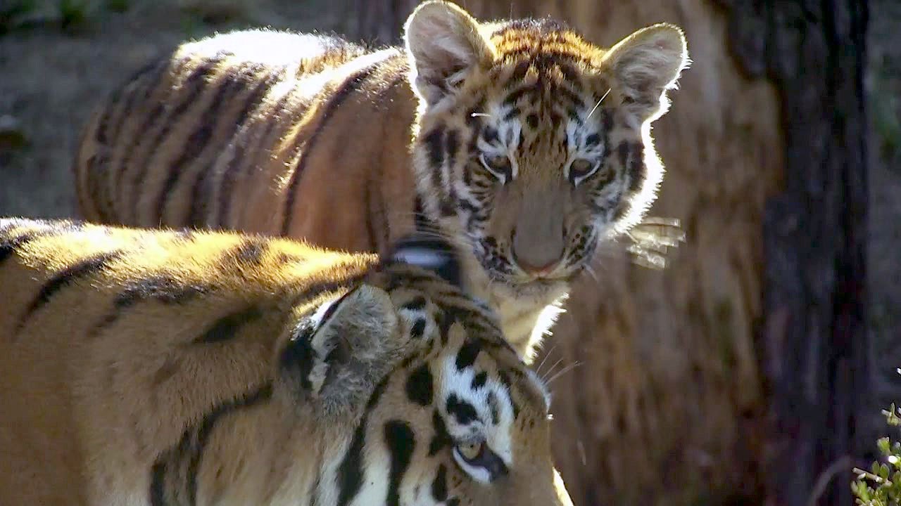 서울대공원 백두산 아기호랑이 일반에 공개 / YTN
