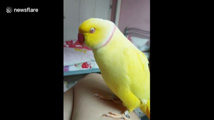 Narcissistic parrot confidently chants "I'm a pretty bird!" to himself