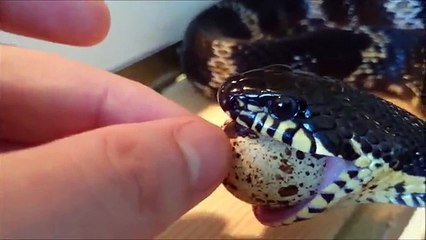 手渡しでヘビに卵をあげる