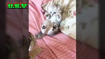 Kucing Siapa ini?? Lucu lucu kayak kamu.. Iyaa kamu.. Kaamuu 