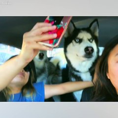 Huskies are so cute!