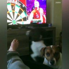 Funniest dogs ever!! 