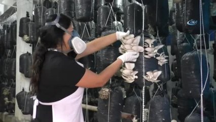 Yurt Dışından Köy Hayatına Dönüp, İstiridye Mantarı Üretmeye Başladılar