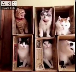 Muzur kedi hareketleriyle sosyal medyanın ilgisini çekti