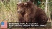 Pekan Beruang Gemuk: Beruang Alaska cokelat menggemukkan diri - TomoNews