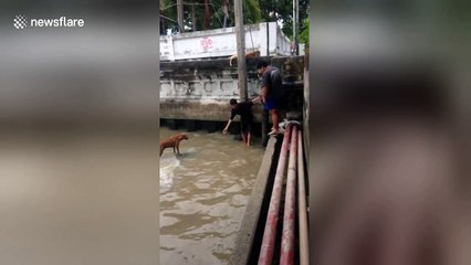 Brave teenagers rescue stray dog stranded in dirty canal